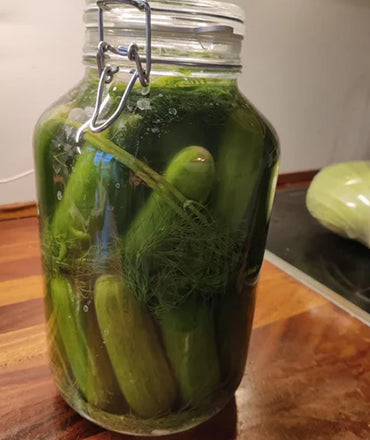 המצפצפונים החמולים של אופיר (טוב נו, הם גם מלפפונים חמוצים)